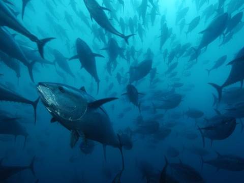 http://images.nationalgeographic.com/wpf/media-live/photos/000/184/cache/caged-bluefin-tuna-skerry_18406_600x450.jpg